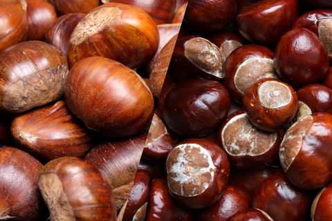 Lecker oder giftig? So unterscheiden sich essbare Kastanien von giftigen