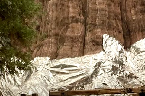Waldbrände in Kalifornien bedrohen größten Mammutbaum der Welt