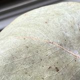 Das kann nur das iPhone 13 Pro Max: Der 