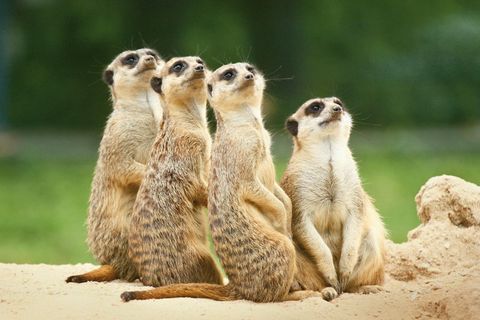 Vier Erdmännchen schauen in die Luft