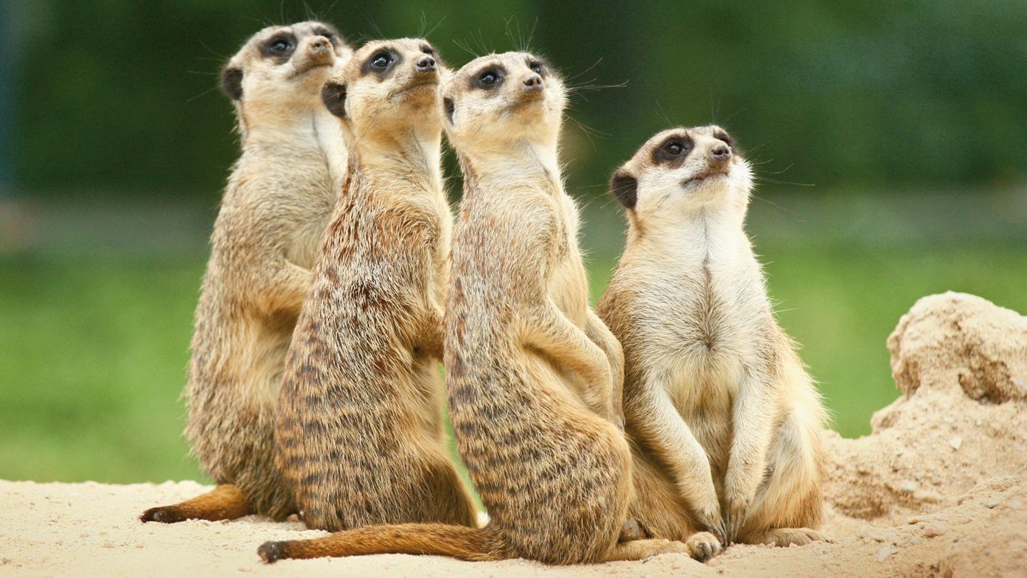 Vier Erdmännchen schauen in die Luft