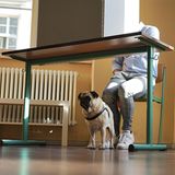 Ein Mops sitzt unter dem Tisch einer Wahlkabine, während sein Herrchen in grauer Karohose und weißen Sneakers wählt