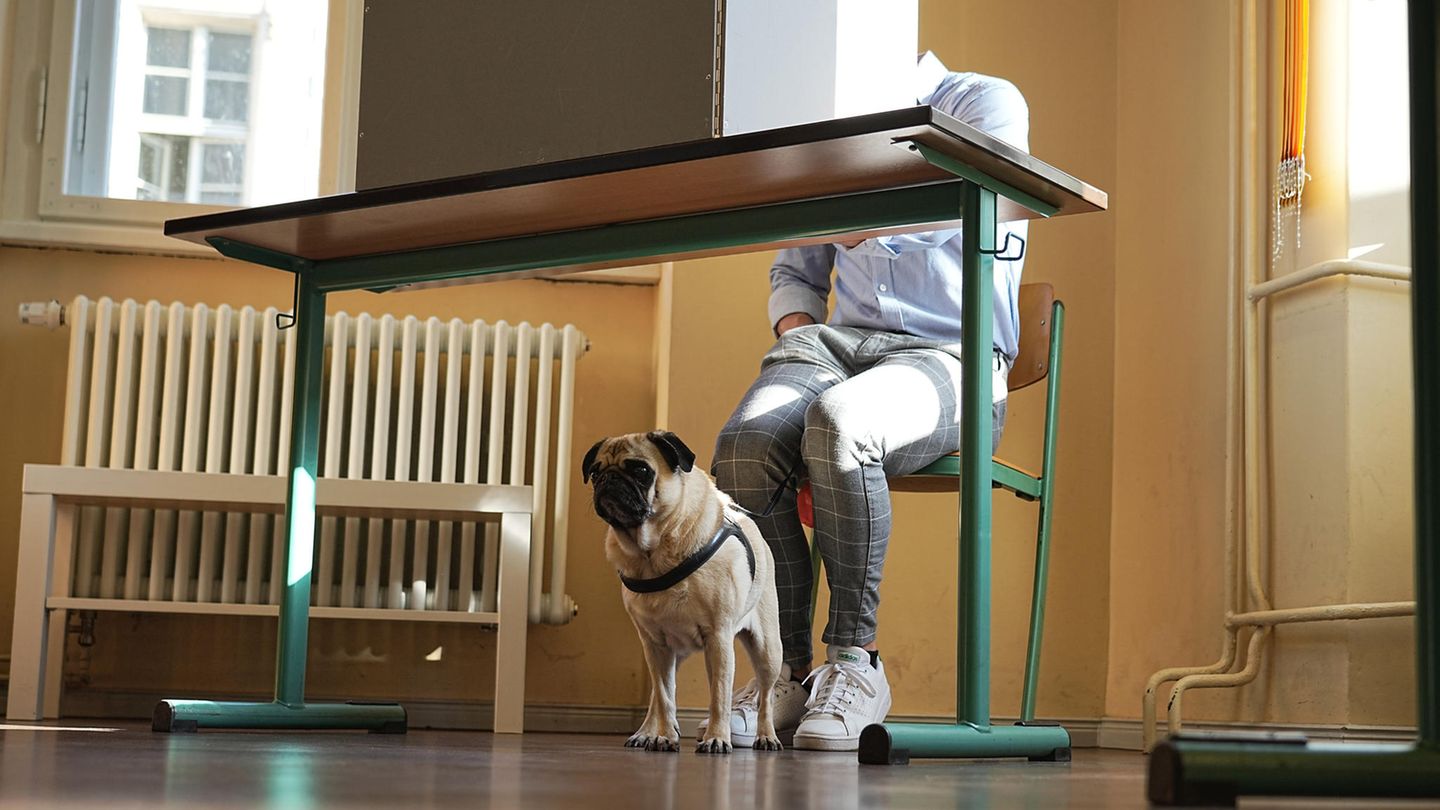 Ein Mops sitzt unter dem Tisch einer Wahlkabine, während sein Herrchen in grauer Karohose und weißen Sneakers wählt