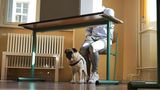Ein Mops sitzt unter dem Tisch einer Wahlkabine, während sein Herrchen in grauer Karohose und weißen Sneakers wählt