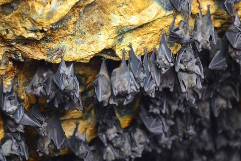 Coronavirus: Fledermäuse in einer Höhle in Indonesien, Bali