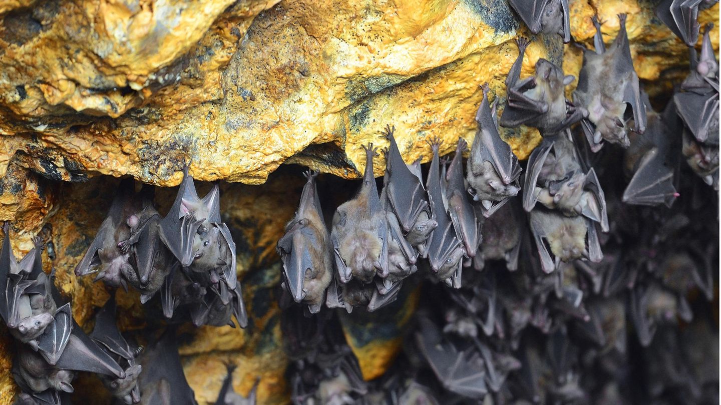 Coronavirus: Fledermäuse in einer Höhle in Indonesien, Bali