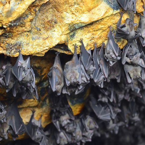 Coronavirus: Fledermäuse in einer Höhle in Indonesien, Bali