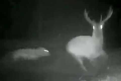 Ein Wolf hat einen Rothirsch in den Niederlanden gejagt. Eine Wildkamera hält den Überlebenskampf fest.
