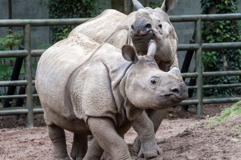  Panzernashornbulle Betty mit Nachwuchs Karl Anfang September im Berliner Zoo. Das Jungtier Karl starb nun an den Folgen eines eitrigen Abszesses, wie der Zoo am Dienstag mitteilte.