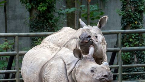  Panzernashornbulle Betty mit Nachwuchs Karl Anfang September im Berliner Zoo. Das Jungtier Karl starb nun an den Folgen eines eitrigen Abszesses, wie der Zoo am Dienstag mitteilte.