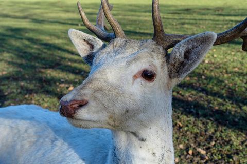 Weißer Hirsch