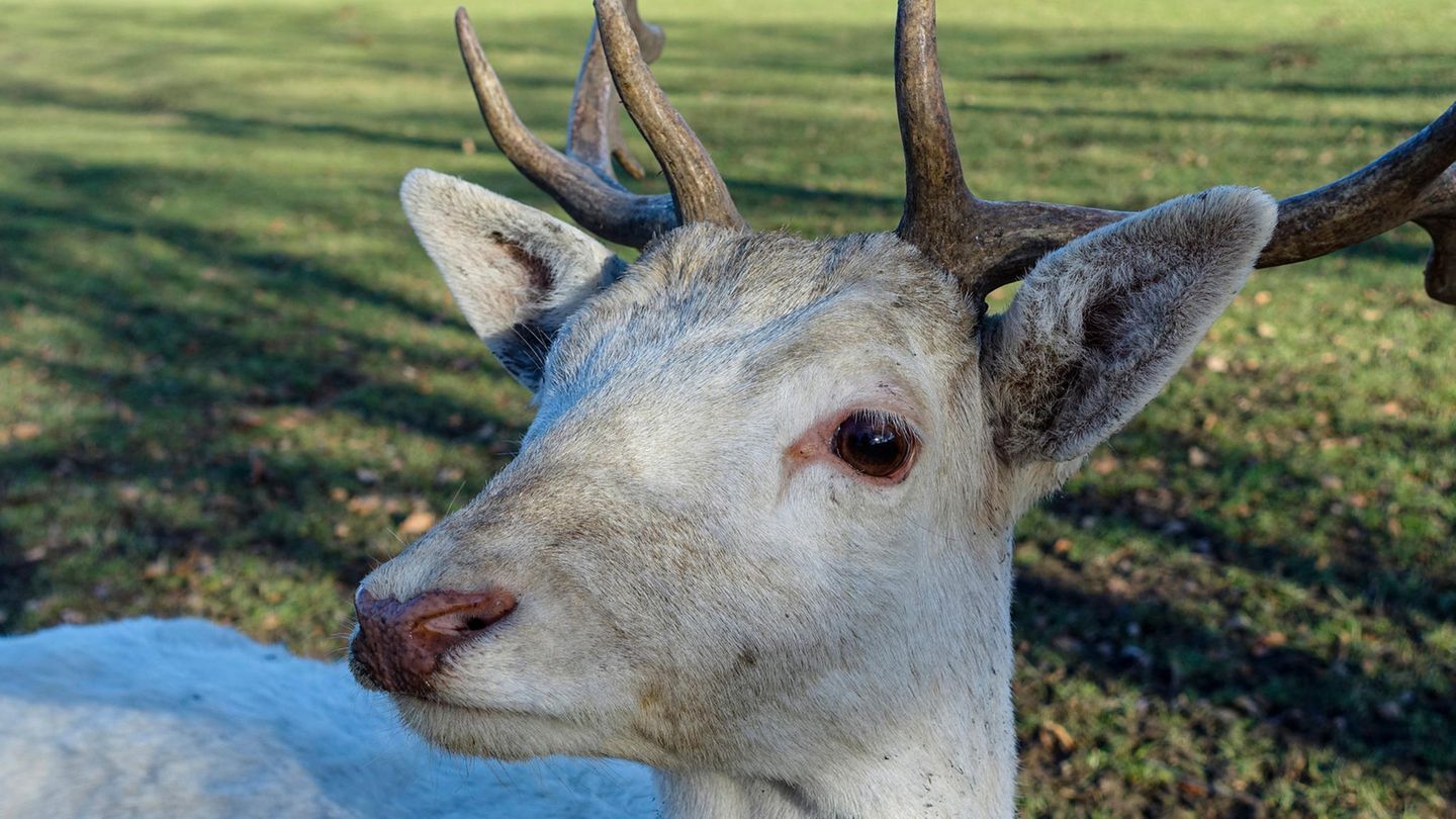 Weißer Hirsch