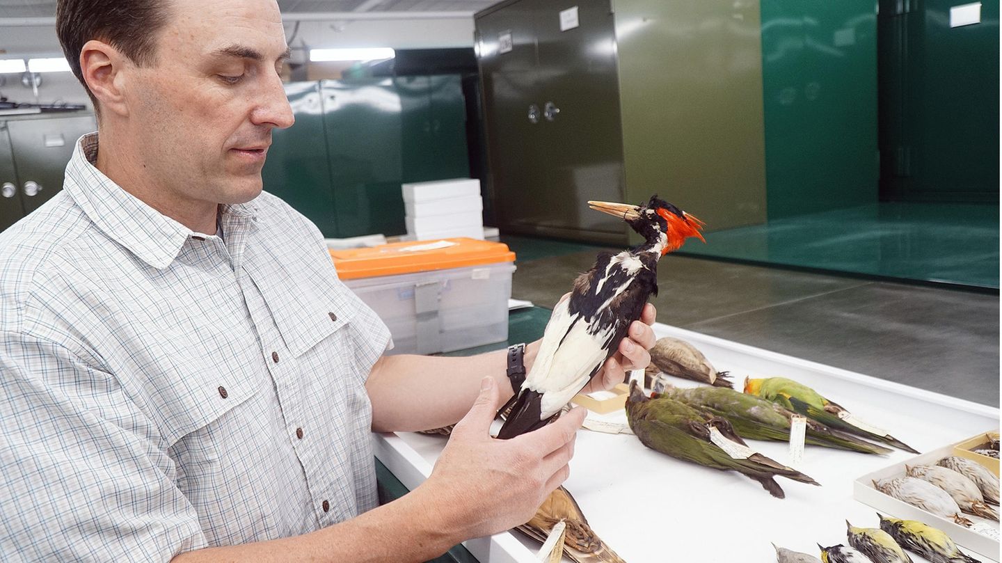 Tierarten USA ausgestorben