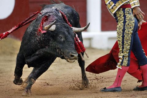 Ein Stier mit Dekorationen auf dem Rücken läuft neben einem traditionell gekleideten Stierkämpfer umher