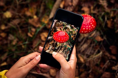 Giftnotruf warnt vor Handy-Apps für Pilzsammler