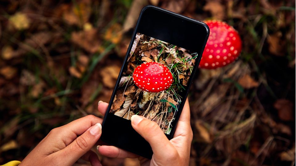 Giftnotruf warnt vor Handy-Apps für Pilzsammler