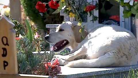 Hund Bobby kommt seit drei Jahren täglich ans Grab seines Herrchens.