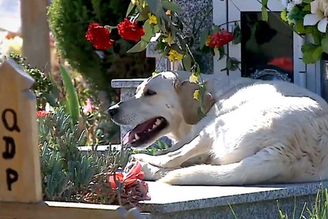 Hund Bobby kommt seit drei Jahren täglich ans Grab seines Herrchens.