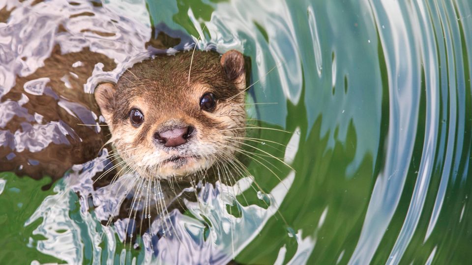 Süß, aber hungrig: Ein Otter