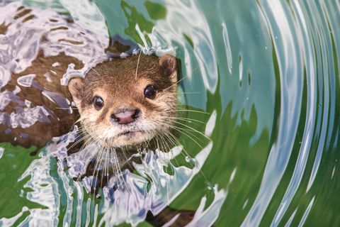Süß, aber hungrig: Ein Otter