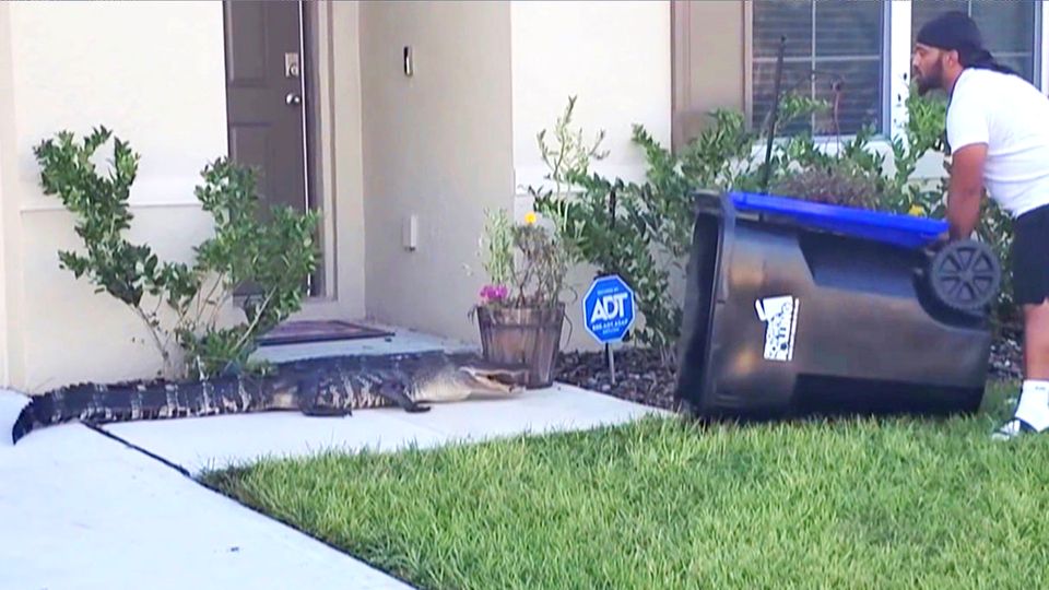 Mann fängt Alligator in Vorgarten mit Mülltonne ein
