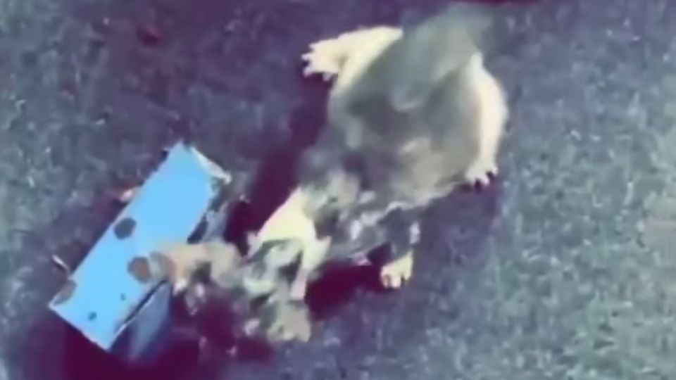 Rettung mit Happy End: Katzenkind in Not: Feuerwehr sägt Kätzchen aus Rohr frei Rettung mit Happy End: Katzenkind in Not: Feuerwehr sägt Kätzchen aus Rohr frei