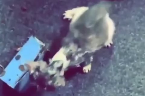 Rettung mit Happy End: Katzenkind in Not: Feuerwehr sägt Kätzchen aus Rohr frei