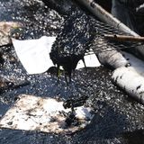 Reinigungskräfte setzen Skimmer und schwimmende Barrieren ein