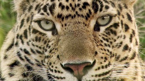 Ein Leopard in der Nahaufnahme – Symolbild für einen Leoparden-Angriff in Indien