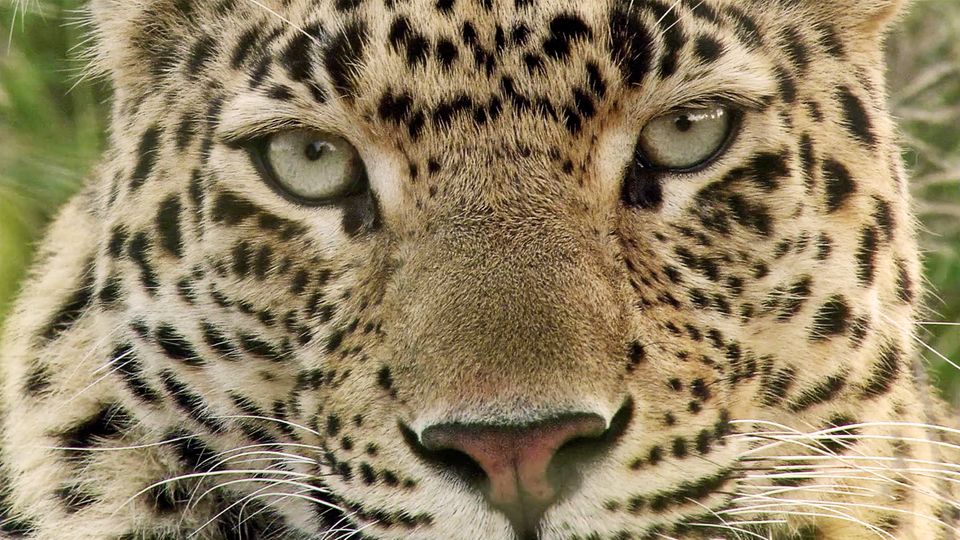 Mumbai: Leopard greift Frau an