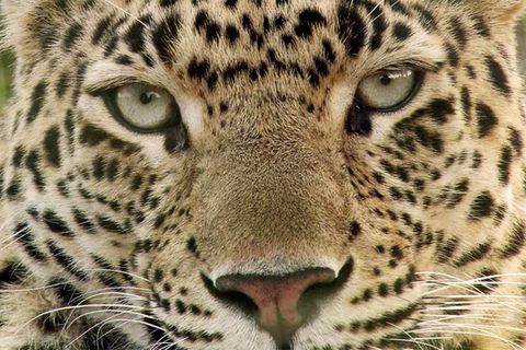Ein Leopard in der Nahaufnahme – Symolbild für einen Leoparden-Angriff in Indien