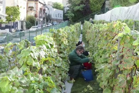 Video: Ein durchwachsenes Weinjahr am Montmartre