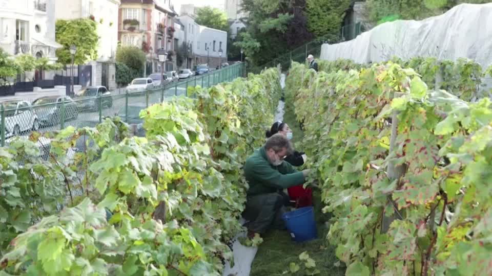 Video: Ein durchwachsenes Weinjahr am Montmartre