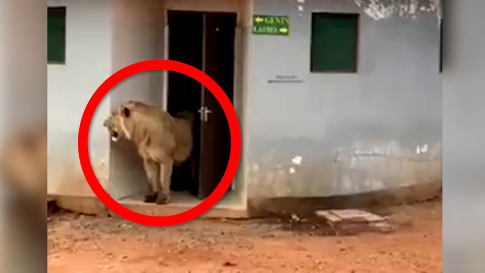"Das Klo ist nicht immer sicher": Löwe kommt aus öffentlicher Toilette