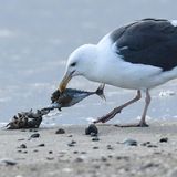 Möwe isst toten Fisch