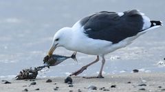 Möwe isst toten Fisch