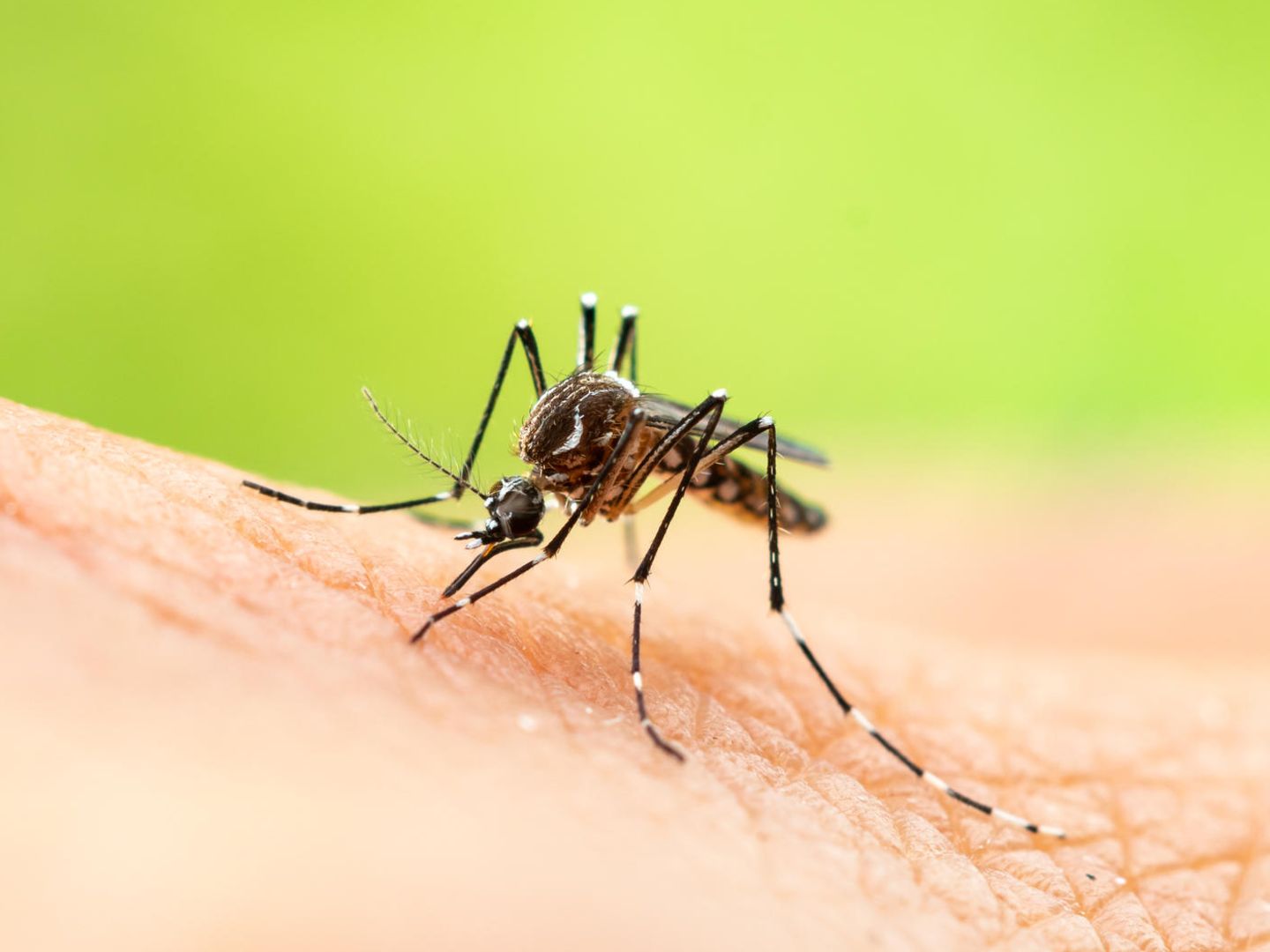 Mücken vertreiben: So schützen Sie Ihre Haut vor Stichen