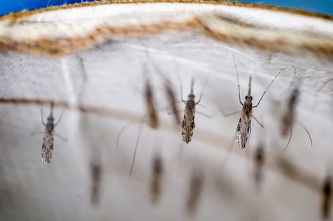 Malaria-Mücken in einem Labor