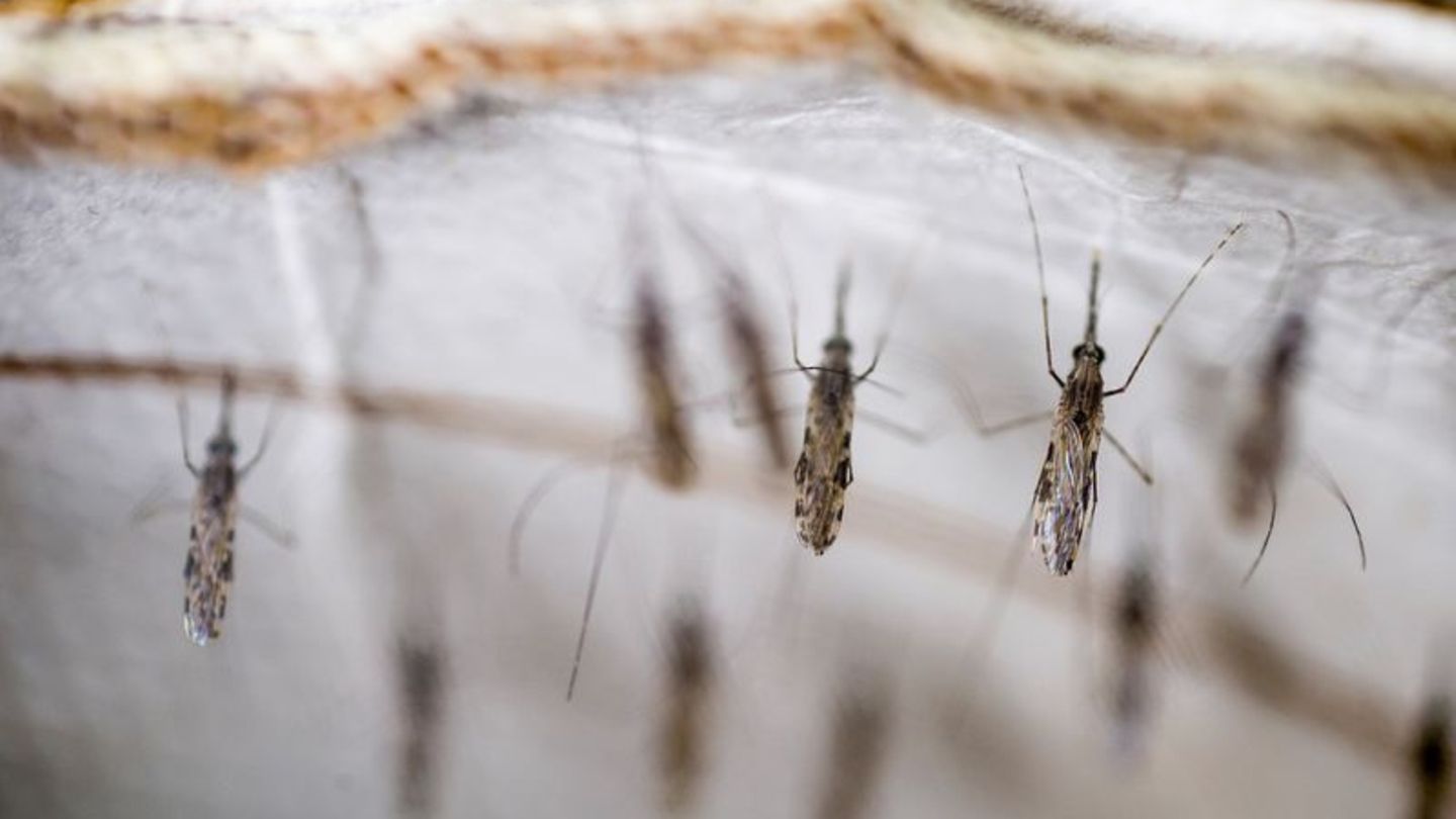 Malaria-Mücken in einem Labor