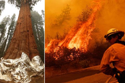 Kalifornien: Waldbrände bedrohen 3000 Jahre alte Riesenmammutbäume