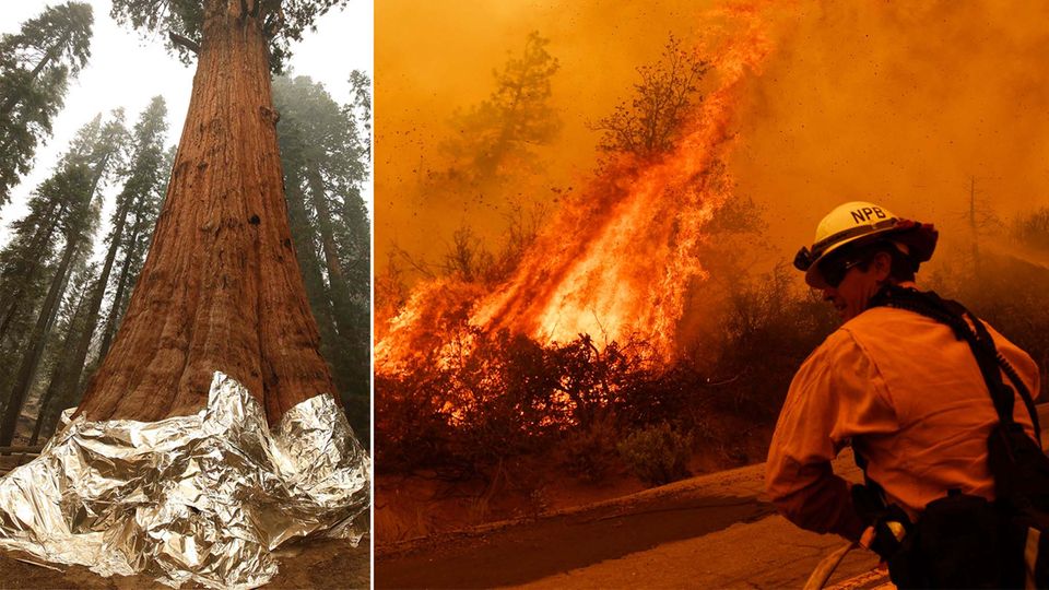 Kalifornien: Waldbrände bedrohen 3000 Jahre alte Riesenmammutbäume