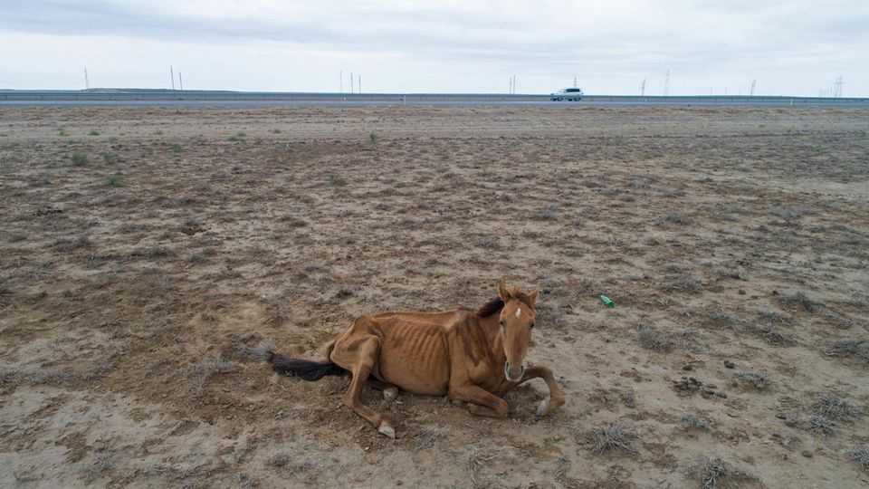 Wassermangel: ein ausgemergeltes Pferd in der kasachischen Steppe. Im Sommer verendeten dort Tausende Tiere