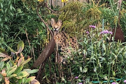 Eine große gefleckte Katze sitzt in einem Garten