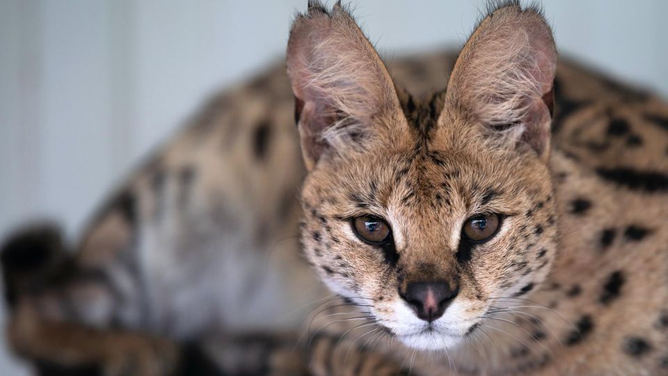 Eine ockerfarbene Katze mit schwarzen Punkten guck in die Kamera