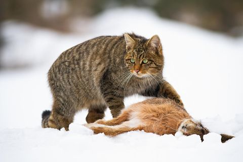 Hainich: Wildkatzen-Fans gesucht  Sie sind scheu, leise und gut getarnt: Wildkatzen. Die bis zu acht Kilo schweren Raubtiere fühlen sich in intakten Wäldern besonders wohl. Ihr Bestand wächst langsam wieder, vor allem in Mittel- und Westdeutschland. Um mehr über die scheuen Samtpfoten zu erfahren, führt der BUND seit zehn Jahren eine Wildkatzen-Gen-Inventur durch. Ziel ist es, mehr über Anzahl der Tiere, ihre Verbreitungsgebiete und Wanderrouten zu erfahren. Und wie bei jeder Inventur braucht es zahlreiche Helfer, die die sogenannten Lockstöcke kontrollieren. Eines der aktivste Wildkatzengebiete ist der Hainich in Mitteldeutschland. Der dortige Nationalpark such noch Katzenfans! Nachteil: Durch die abgelegenen Einsatzorte ist ein eigens Auto nötig.  Zur Stellenbeschreibung  Zur Webseite des Nationalparks Hainich