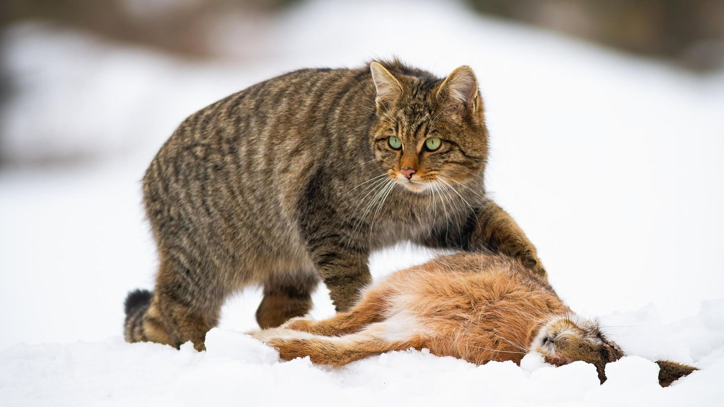 Vom Watt bis in die Alpen: Hainich: Wildkatzen-Fans gesucht Sie sind scheu, leise und gut getarnt: Wildkatzen. Die bis zu acht Kilo schweren Raubtiere fühlen sich in intakten Wäldern besonders wohl. Ihr Bestand wächst langsam wieder, vor allem in Mittel- und Westdeutschland. Um mehr über die scheuen Samtpfoten zu erfahren, führt der BUND seit zehn Jahren eine Wildkatzen-Gen-Inventur durch. Ziel ist es, mehr über Anzahl der Tiere, ihre Verbreitungsgebiete und Wanderrouten zu erfahren. Und wie bei jeder Inventur braucht es zahlreiche Helfer, die die sogenannten Lockstöcke kontrollieren. Eines der aktivste Wildkatzengebiete ist der Hainich in Mitteldeutschland. Der dortige Nationalpark such noch Katzenfans! Nachteil: Durch die abgelegenen Einsatzorte ist ein eigens Auto nötig. Zur Stellenbeschreibung Zur Webseite des Nationalparks Hainich Hainich: Wildkatzen-Fans gesucht Sie sind scheu, leise und gut getarnt: Wildkatzen. Die bis zu acht Kilo schweren Raubtiere fühlen sich in intakten Wäldern besonders wohl. Ihr Bestand wächst langsam wieder, vor allem in Mittel- und Westdeutschland. Um mehr über die scheuen Samtpfoten zu erfahren, führt der BUND seit zehn Jahren eine Wildkatzen-Gen-Inventur durch. Ziel ist es, mehr über Anzahl der Tiere, ihre Verbreitungsgebiete und Wanderrouten zu erfahren. Und wie bei jeder Inventur braucht es zahlreiche Helfer, die die sogenannten Lockstöcke kontrollieren. Eines der aktivste Wildkatzengebiete ist der Hainich in Mitteldeutschland. Der dortige Nationalpark such noch Katzenfans! Nachteil: Durch die abgelegenen Einsatzorte ist ein eigens Auto nötig. Zur Stellenbeschreibung Zur Webseite des Nationalparks Hainich