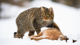 Hainich: Wildkatzen-Fans gesucht  Sie sind scheu, leise und gut getarnt: Wildkatzen. Die bis zu acht Kilo schweren Raubtiere fühlen sich in intakten Wäldern besonders wohl. Ihr Bestand wächst langsam wieder, vor allem in Mittel- und Westdeutschland. Um mehr über die scheuen Samtpfoten zu erfahren, führt der BUND seit zehn Jahren eine Wildkatzen-Gen-Inventur durch. Ziel ist es, mehr über Anzahl der Tiere, ihre Verbreitungsgebiete und Wanderrouten zu erfahren. Und wie bei jeder Inventur braucht es zahlreiche Helfer, die die sogenannten Lockstöcke kontrollieren. Eines der aktivste Wildkatzengebiete ist der Hainich in Mitteldeutschland. Der dortige Nationalpark such noch Katzenfans! Nachteil: Durch die abgelegenen Einsatzorte ist ein eigens Auto nötig.  Zur Stellenbeschreibung  Zur Webseite des Nationalparks Hainich