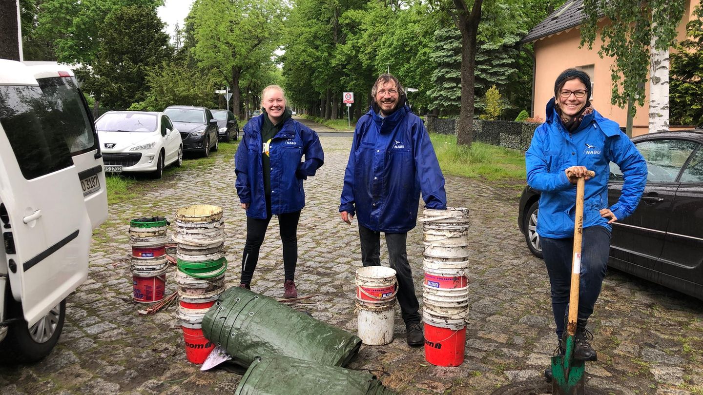 Vom Watt bis in die Alpen: Naturschutz in der Großstadt Jedes Jahr wird für die Amphibien in Berlin-Mahlsdorf ein Zaun aufgestellt oder besser gesagt eine Leitplanke mit Shuttle-Service. Kröte, Lurch und Co. hüpfen und krabbeln am Zaun entlang und fallen am Ende in einen Eimer. Diese Eimer werden im stündlichen Rhythmus über die Straße getragen. So kommen die Amphibien auf ihren Wanderungen unbeschadet zum Laichgewässer über die Straße. Praktischer Nebeneffekt: Wenn das Getier im Eimer ist, kann man es doch auch gleich statistisch erfassen. Amphibien leiden am meisten unter dem Klimawandel, ihr Bestand nimmt immer weiter ab. Zur Ehrenamts-Homepage des NABU Naturschutz in der Großstadt Jedes Jahr wird für die Amphibien in Berlin-Mahlsdorf ein Zaun aufgestellt oder besser gesagt eine Leitplanke mit Shuttle-Service. Kröte, Lurch und Co. hüpfen und krabbeln am Zaun entlang und fallen am Ende in einen Eimer. Diese Eimer werden im stündlichen Rhythmus über die Straße getragen. So kommen die Amphibien auf ihren Wanderungen unbeschadet zum Laichgewässer über die Straße. Praktischer Nebeneffekt: Wenn das Getier im Eimer ist, kann man es doch auch gleich statistisch erfassen. Amphibien leiden am meisten unter dem Klimawandel, ihr Bestand nimmt immer weiter ab. Zur Ehrenamts-Homepage des NABU