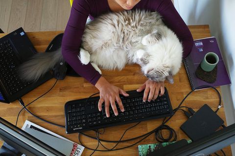Katze läuft über Tastatur