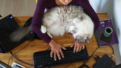 Katze läuft über Tastatur